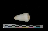 藏品(聳肩芋螺)的圖片